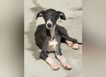 Danny,  eine fröhliche kleine Langnase auf der Suche nach seinem Herzenplatz