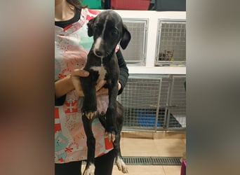 Pandereta, möchte nicht im Tierheim aufwachsen