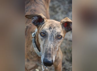Galgo - lebenslustig und verspielt