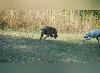 Galgo - lebenslustig und verspielt