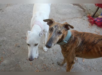 Galgo - lebenslustig und verspielt