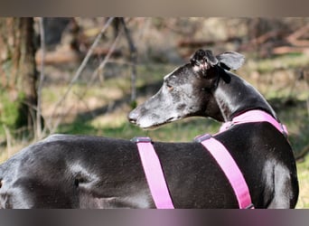 Galga Primavera - liebevoll, menschenbezogen und verschmust