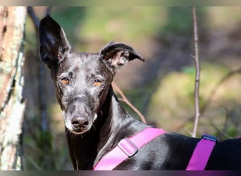 Galga Primavera - liebevoll, menschenbezogen und verschmust