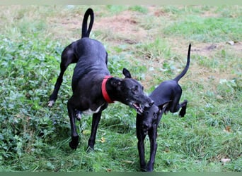 Galga Primavera - liebevoll, menschenbezogen und verschmust
