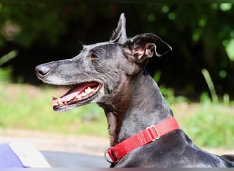 Galga Primavera - liebevoll, menschenbezogen und verschmust