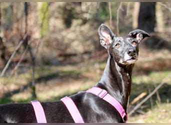 Galga Primavera - liebevoll, menschenbezogen und verschmust