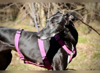 Galga Primavera - liebevoll, menschenbezogen und verschmust