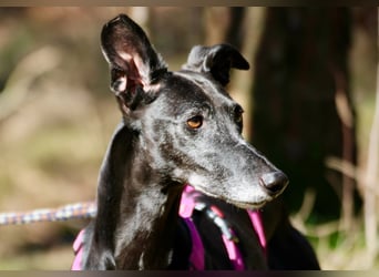 Galga Primavera - liebevoll, menschenbezogen und verschmust