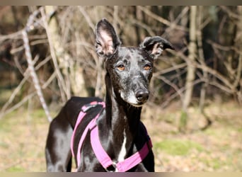 Galga Primavera - liebevoll, menschenbezogen und verschmust