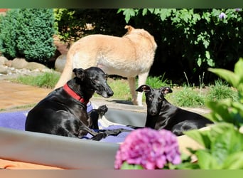 Galga Primavera - liebevoll, menschenbezogen und verschmust