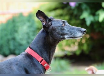 Galga Primavera - liebevoll, menschenbezogen und verschmust