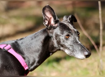 Galga Primavera - liebevoll, menschenbezogen und verschmust