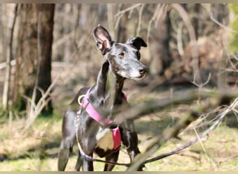 Galga Primavera - liebevoll, menschenbezogen und verschmust