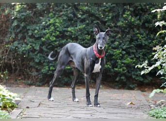 Galga Primavera - liebevoll, menschenbezogen und verschmust