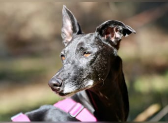 Galga Primavera - liebevoll, menschenbezogen und verschmust