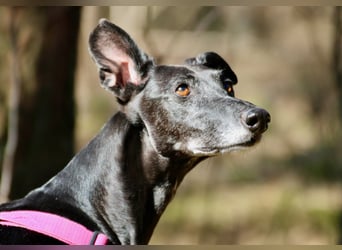 Galga Primavera - liebevoll, menschenbezogen und verschmust
