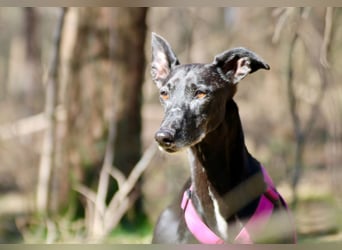 Galga Primavera - liebevoll, menschenbezogen und verschmust