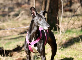 Galga Primavera - liebevoll, menschenbezogen und verschmust