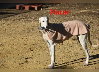 Nacar geb. 02/2021 (ESP) - ausgeglichene, wunderschöne Galga sucht ihre Menschen!