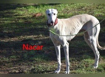 Nacar geb. 02/2021 (ESP) - ausgeglichene, wunderschöne Galga sucht ihre Menschen!
