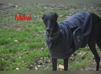 Mavi geb. 09/2023 (ESP) - zierliche Galga sucht Zuhause oder Pflegestelle!