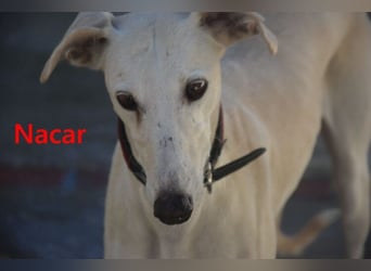 Nacar geb. 02/2021 (ESP) - ausgeglichene, wunderschöne Galga sucht ihre Menschen!