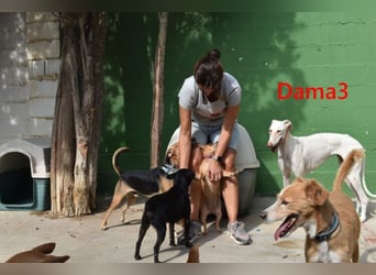 Dama3 geb. 11/2024 (ESP) - wunderschöne, unglaublich liebevolle Galga auf der Suche!