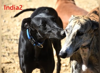 India2 geb. 07/2023 (ESP) - sehr freundliche und soziale, hübsche Galga!