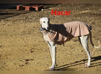 Nacar geb. 02/2021 (ESP) - ausgeglichene, wunderschöne Galga sucht ihre Menschen!