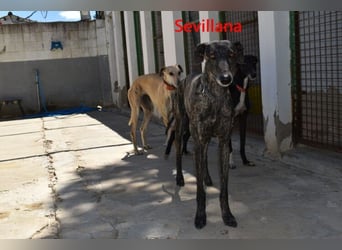 Sevillana geb. 05/2020 (ESP) - ruhige und soziale Galga sucht ihr langverdientes Glück!