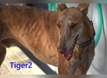 Tiger2 geb. 03/2023 (ESP) - wunderschöner Galgo sucht liebevolles Zuhause!
