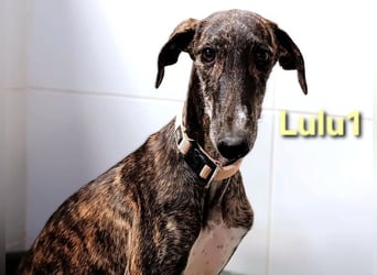 Lulu1 geb. 02/2025 (ESP) - sympathisches und fröhliches Galgo Mädchen!