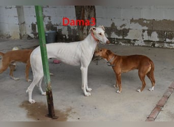 Dama3 geb. 11/2024 (ESP) - wunderschöne, unglaublich liebevolle Galga auf der Suche!