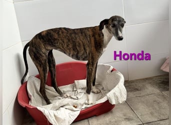 Honda geb. 12/2022 (ESP) - zierliche, liebevolle Galga die so viel mehr verdient hat!