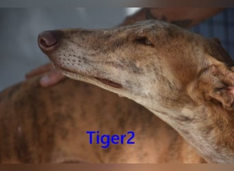 Tiger2 geb. 03/2023 (ESP) - wunderschöner Galgo sucht liebevolles Zuhause!