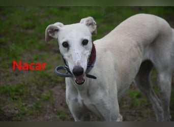 Nacar geb. 02/2021 (ESP) - ausgeglichene, wunderschöne Galga sucht ihre Menschen!