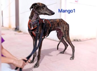 Mango1 geb. 09/2022 (ESP) - sanfter Galgo auf der Suche nach dem Glück!