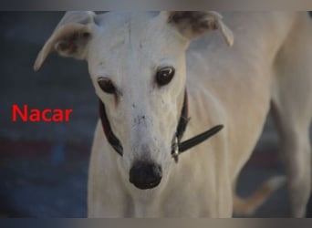 Nacar geb. 02/2021 (ESP) - ausgeglichene, wunderschöne Galga sucht ihre Menschen!