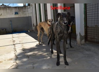 Sevillana geb. 05/2020 (ESP) - ruhige und soziale Galga sucht ihr langverdientes Glück!