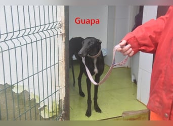 Guapa geb. 03/2024 (ESP) - soziale, wunderschöne Galga sucht Pflegestelle oder Zuhause!