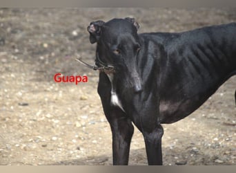 Guapa geb. 03/2024 (ESP) - soziale, wunderschöne Galga sucht Pflegestelle oder Zuhause!