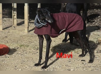 Mavi geb. 09/2023 (ESP) - zierliche Galga sucht Zuhause oder Pflegestelle!