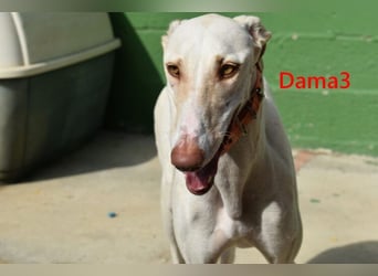 Dama3 geb. 11/2024 (ESP) - wunderschöne, unglaublich liebevolle Galga auf der Suche!
