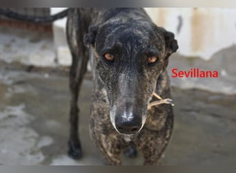 Sevillana geb. 05/2020 (ESP) - ruhige und soziale Galga sucht ihr langverdientes Glück!