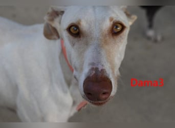 Dama3 geb. 11/2024 (ESP) - wunderschöne, unglaublich liebevolle Galga auf der Suche!
