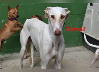 Dama3 geb. 11/2024 (ESP) - wunderschöne, unglaublich liebevolle Galga auf der Suche!