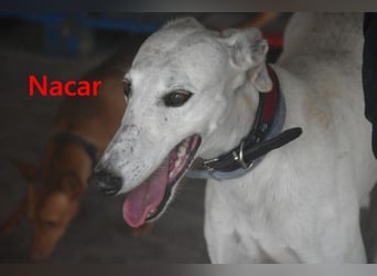 Nacar geb. 02/2021 (ESP) - ausgeglichene, wunderschöne Galga sucht ihre Menschen!