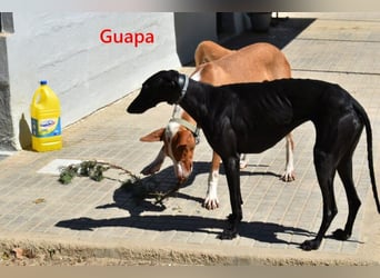 Guapa geb. 03/2024 (ESP) - soziale, wunderschöne Galga sucht Pflegestelle oder Zuhause!