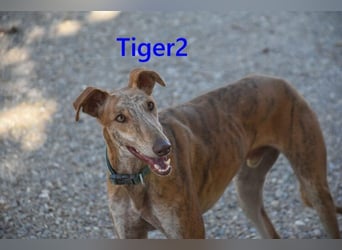 Tiger2 geb. 03/2023 (ESP) - wunderschöner Galgo sucht liebevolles Zuhause!