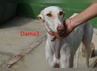Dama3 geb. 11/2024 (ESP) - wunderschöne, unglaublich liebevolle Galga auf der Suche!